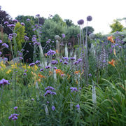 Pebble Mosaic Garden in high summer looking through waves of Verbena bonariensis