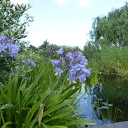 Looking through Agapanthus to the natural swimming pond